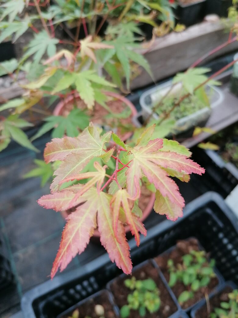Acer palmatum Arakawa
