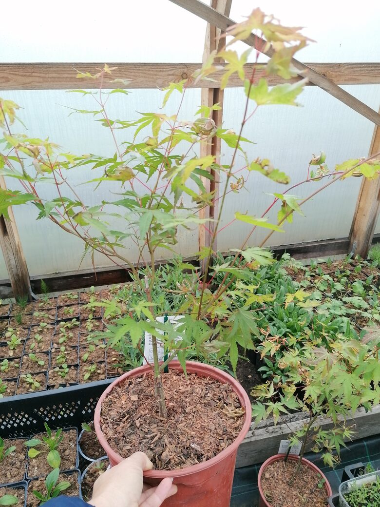 Acer palmatum Arakawa