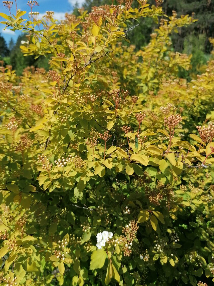 Spiraea x vanhouttei Gold Fountain - Lapaiņi - Veikals - Dārza elpa