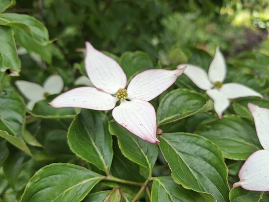 Cornus kousa Dwarf Pink