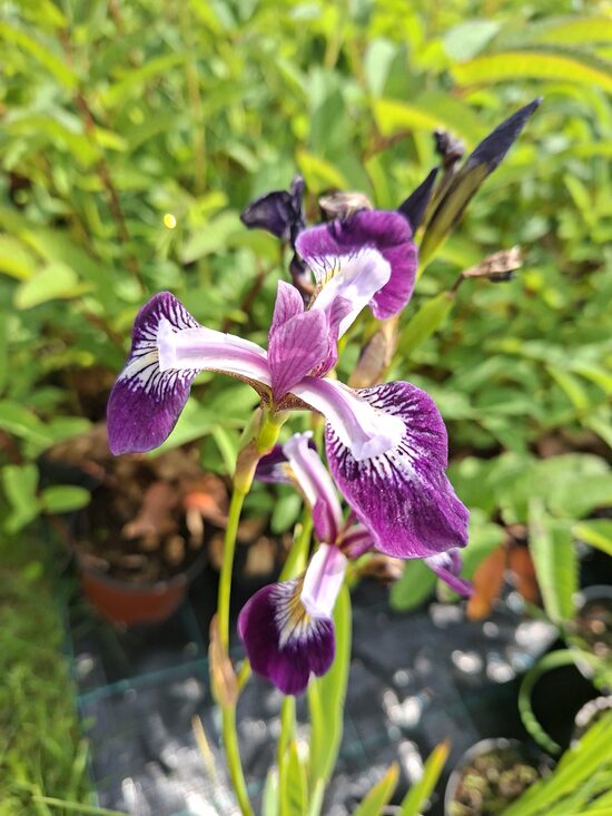 Iris versicolor Kermesina- īriss daudzkrāsainais