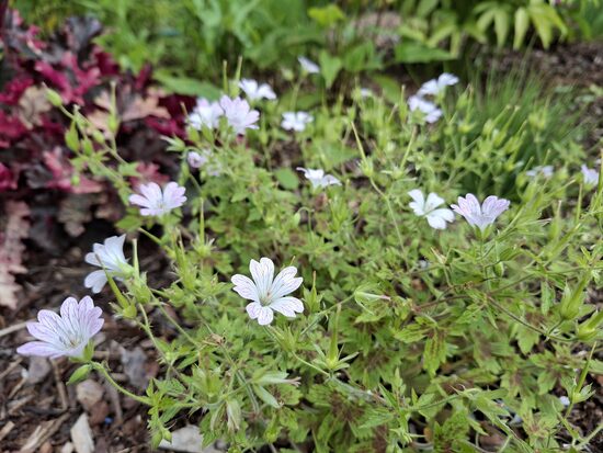 Geranium x oxonianum Katherine Adele- gandrene