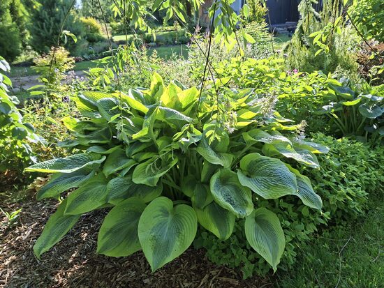 Hosta Climax- hosta