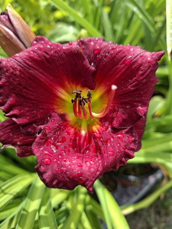 Hemerocallis Jovial