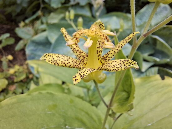 Tricyrtis latifolia- tricirte/ krupīšlilija
