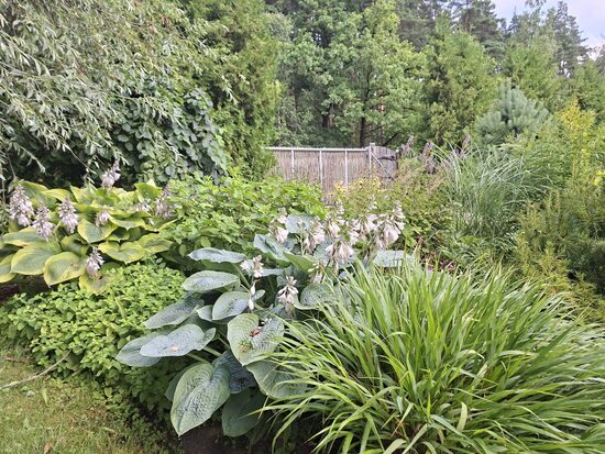 Hosta Grey Cole- hosta