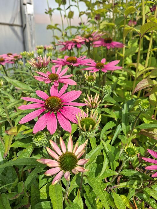echinacea Pearl Light Pink JAUNUMS 2025