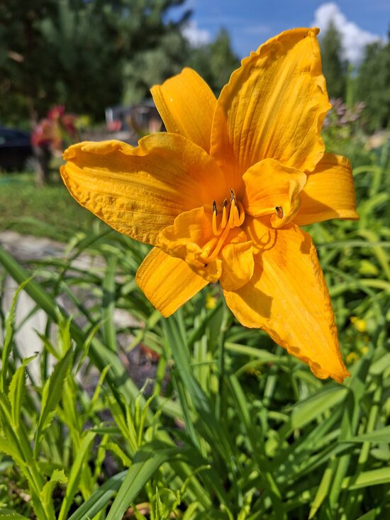 Hemerocallis Joy