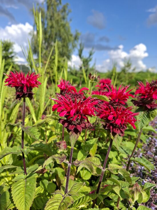 Monarda Bee - Happy