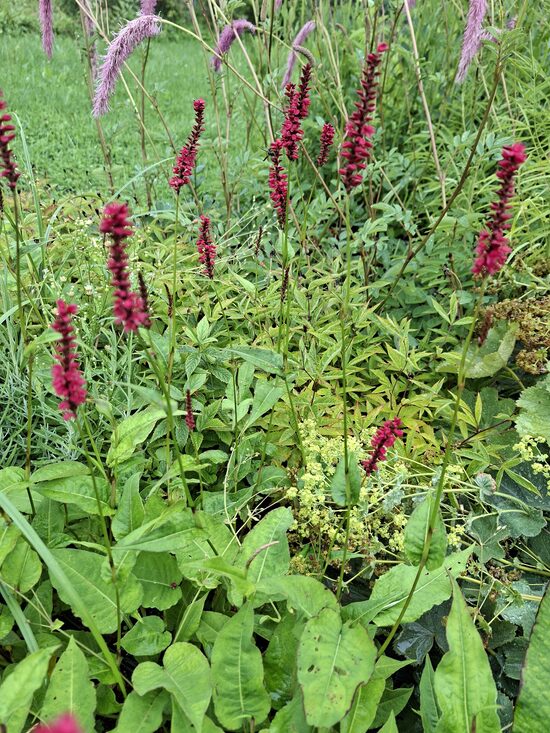 Persicaria amplexicaulis Dark Red