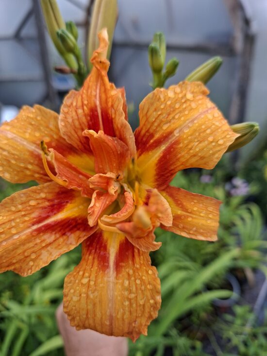 Hemerocallis fulva Kwanso- dienziede