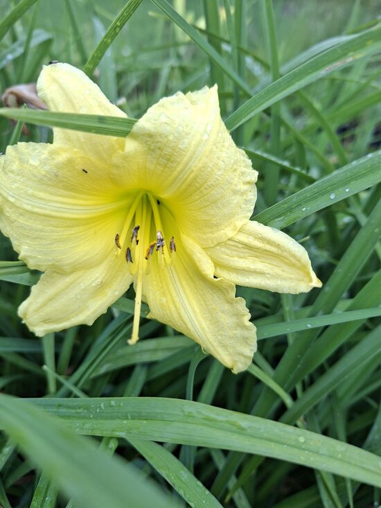 Hemerocallis lilioasphodelus- dienziede