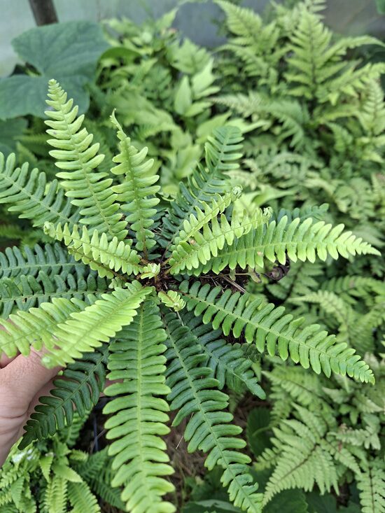 Blechnum spicant- vārpu ēnpaparde