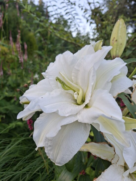 Lilium Snow World- lilija