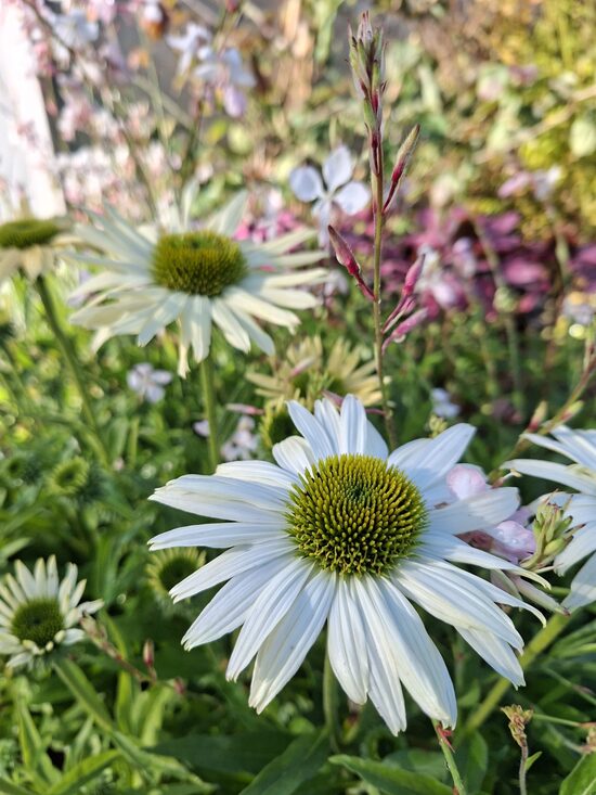 echinacea Pearl White- ehinācija