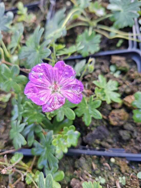 Geranium frivolous Purple JAUNUMS 2025