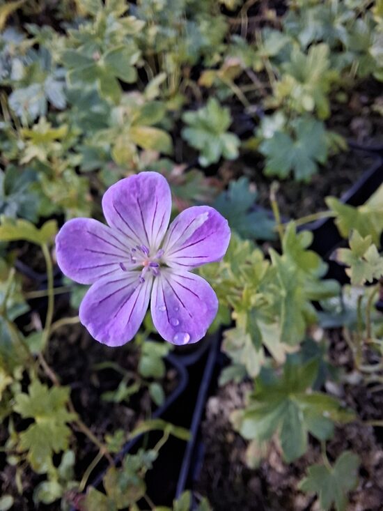 Geranium frivolous Lilac JAUNUMS 2025