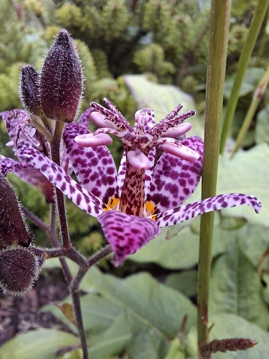 Tricyrtis formosana Dark beauty- tricirte/ krupīšlilija