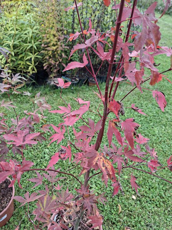 Acer palmatum Arakawa