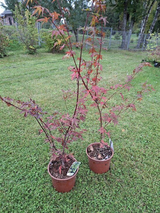 Acer palmatum Arakawa