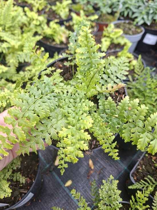 Polystichum setiferum Plumosum- cietpaparde