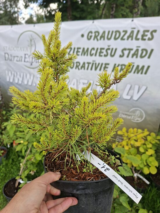 Pinus sylvestris Trollguld- parastā priede