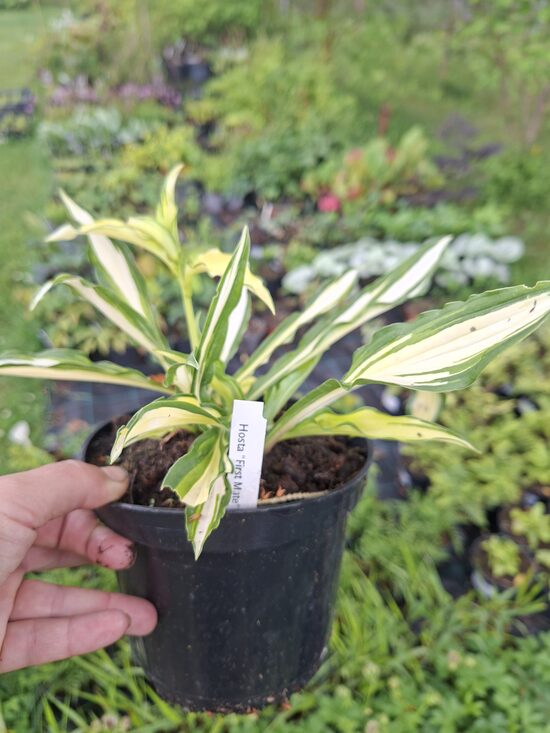 Hosta First Mate- hosta