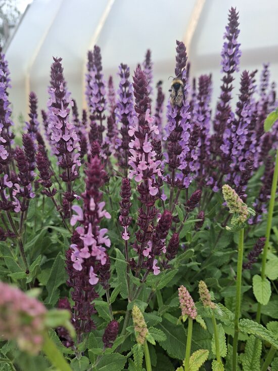 Salvia nemorosa Salute Lavender- birztalu salvija