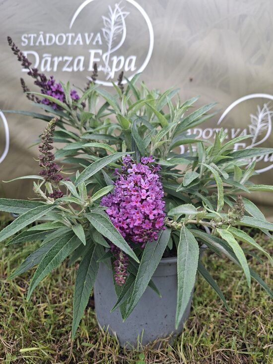 Buddleja Butterfly Candy/ Little Purple- budleja