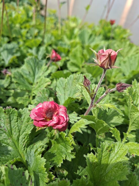 Geum rivale Leonard's Variety- bitene