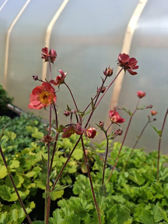 Geum boliviensis Mango Lassi- bitene