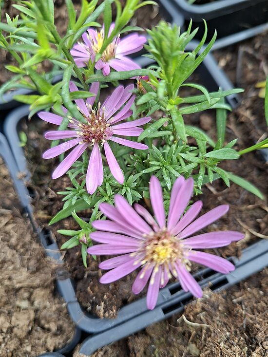 Aster Woods Pink- ziemastere