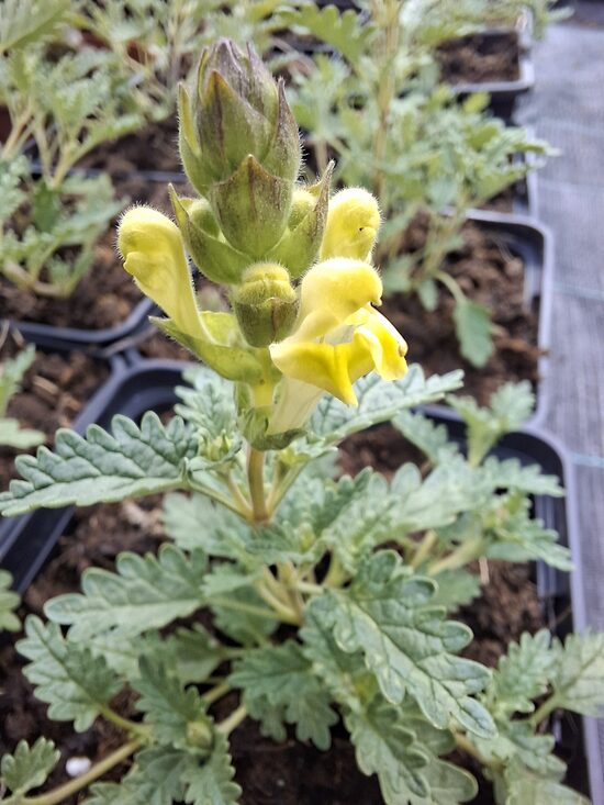 Scutellaria orientalis- dzeltenā ķiverene