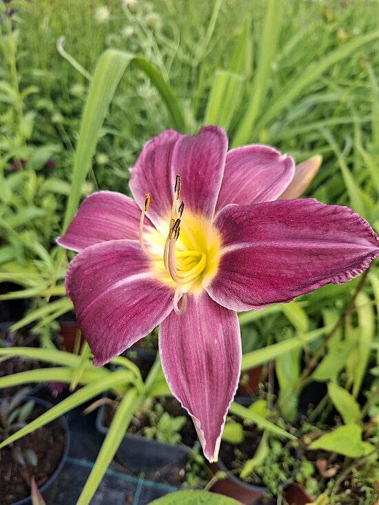 Hemerocallis Violeta- dienziede