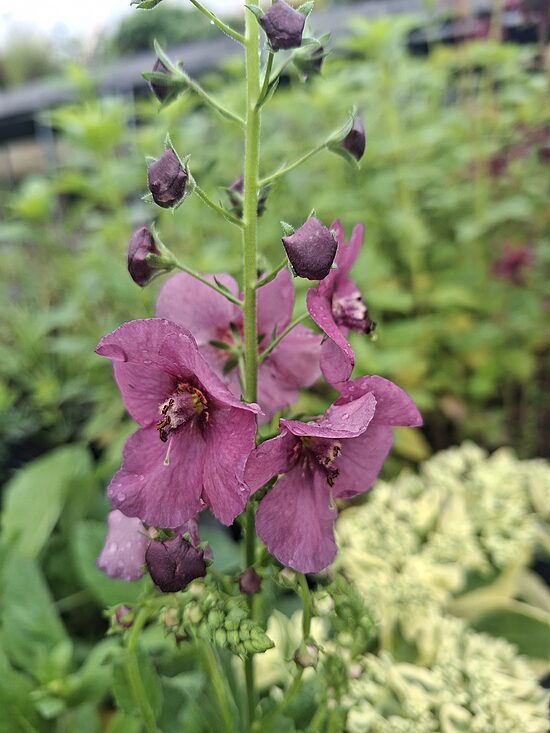 Verbascum hybridum Plum Smokey- deviņvīru spēks
