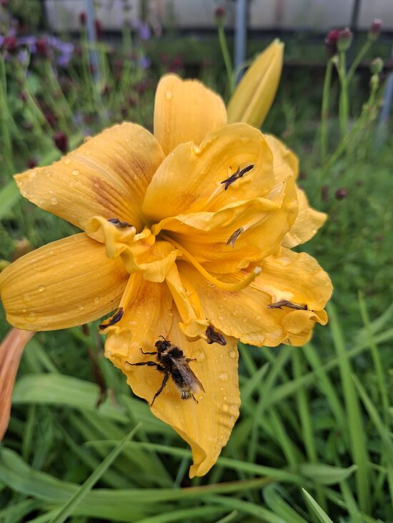 Hemerocallis Joy- dienziede