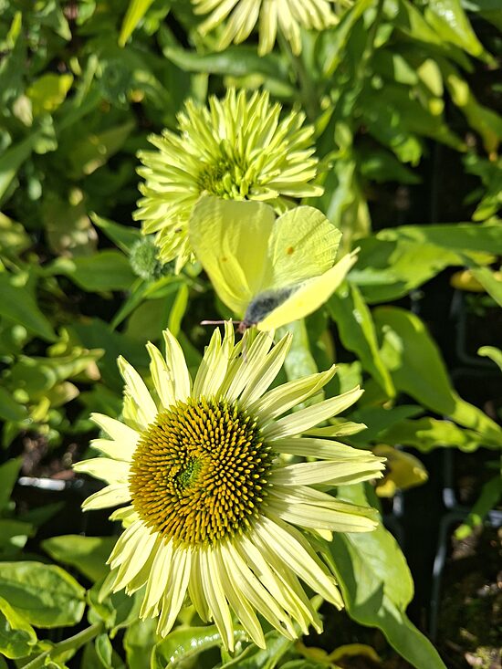 Echinacea purpurea Sunseekers Apple Green- ehinācija