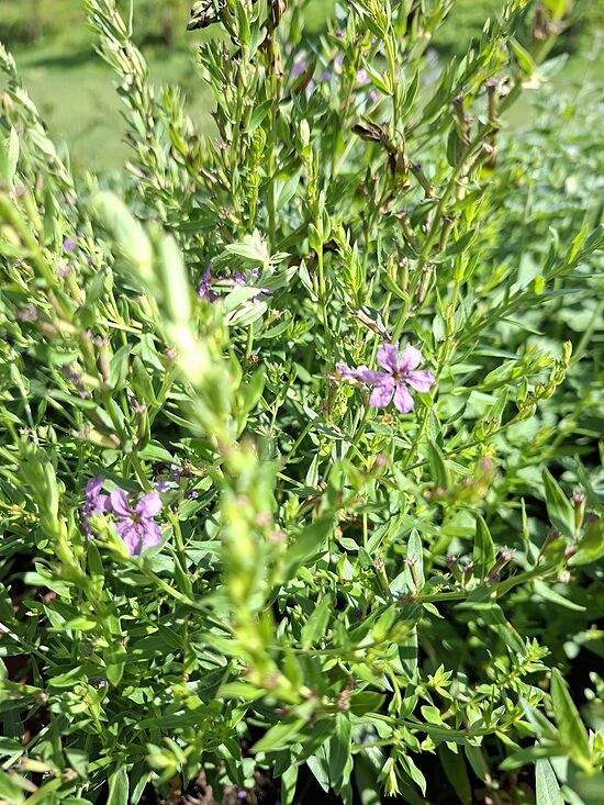 Lythrum alatum- vējmietiņš