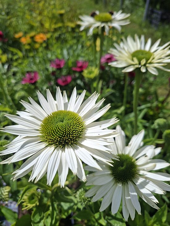 Echinacea purpurea Virgin- ehinācija