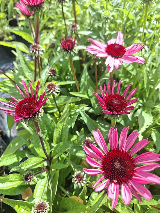 Echinacea purpurea SunMagic Vintage Hot Pink- ehinācija