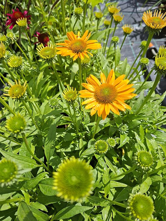 Echinacea purpurea SunMagic Vintage Mango- ehinācija