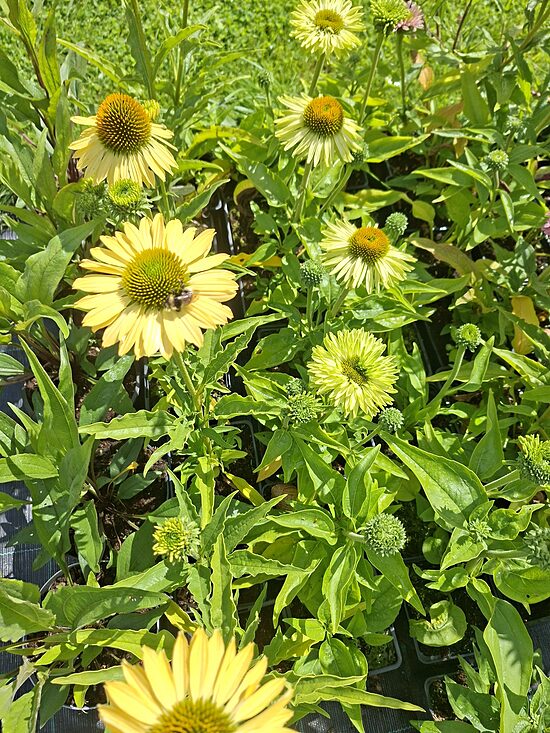 Echinacea purpurea Sunseekers Limoncello- ehinācija