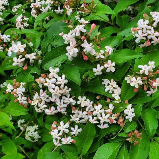 Abelia mosanensis BRIDAL BOUQUET Monia- mosanas abēlija