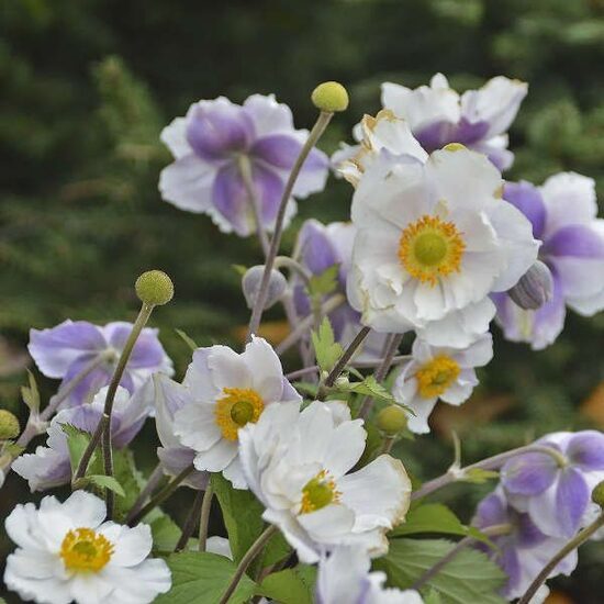 Anemone Dreaming Swan- anemone