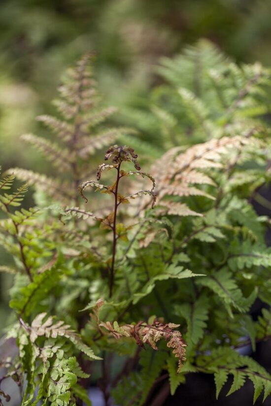 Athyrium otophorum Okanum- paparde