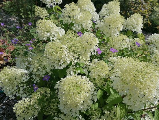 Hydrangea paniculata BOBO- hortenzija