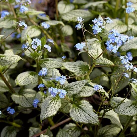 Brunnera macrophylla Silver Heart- brunnera