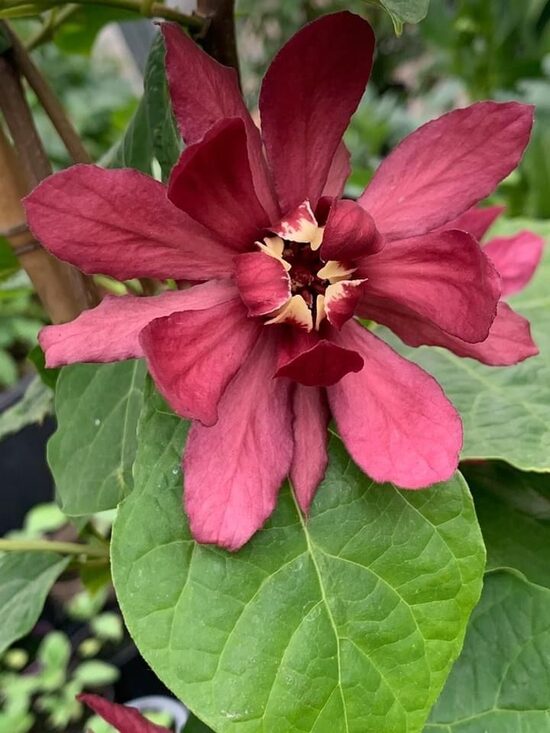 Calycanthus x raulstonii Hartlage Wine-