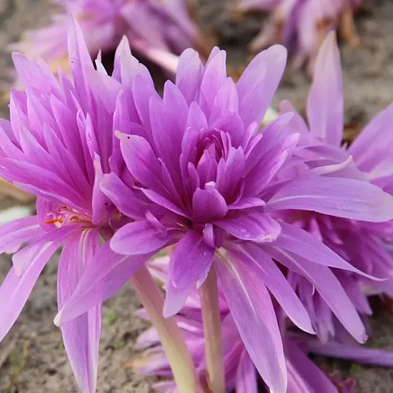 Colchicum Waterlily- vēlziede (iep.1 gab)