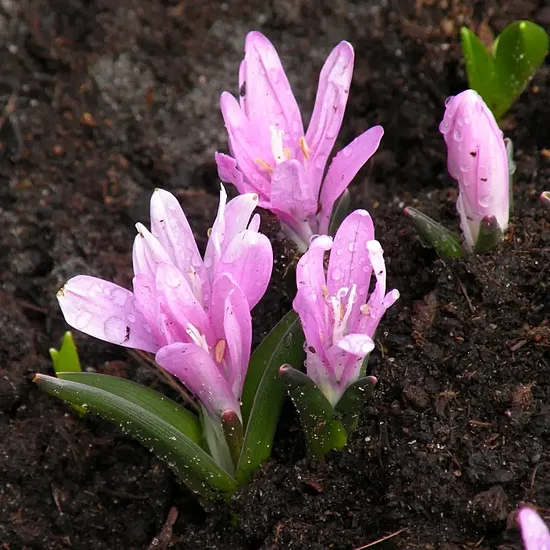Colchicum bulbocodium- pavasara vēlziede (iep.3 gab)